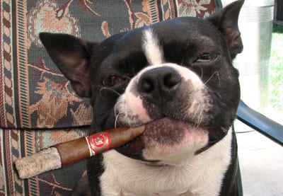 An “Enigma” Sunday – Relax with A Cigar