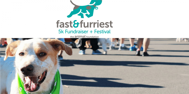 Fast & Furriest – The Animal Foundation