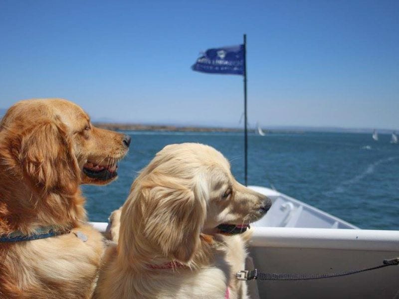 10th Annual Bow Wow Brunch Cruise