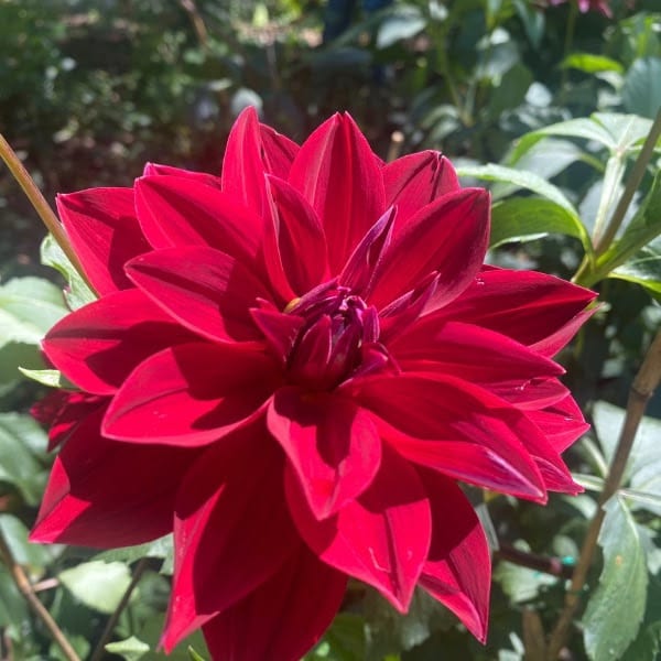 Late Blooming Perennials in the LongHouse Garden
