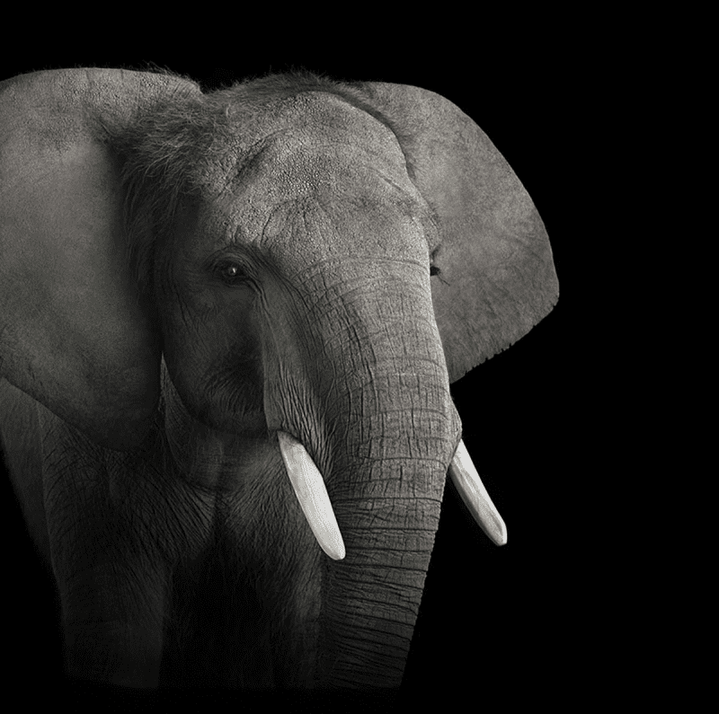 Gala 2019 – Wildlife Conservation Society