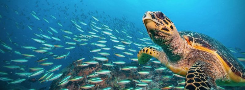World Sea Turtle Day