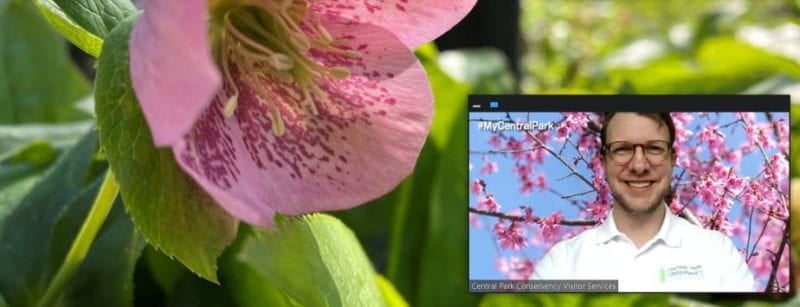 WEEKLY WALKS: VIRTUAL INSIGHTS FOR YOUR LUNCH BREAK