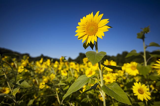 Healing the Body and the Brain – Yogaville